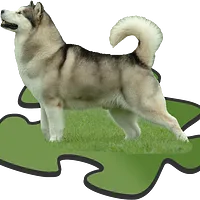Alaskan Malamute