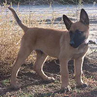 Belgian Laekenois
