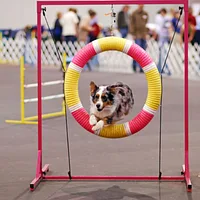 Australian Shepherd
