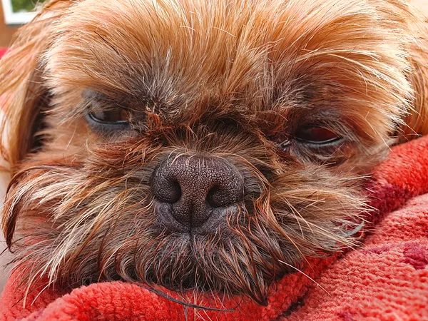 A Shih Tzu