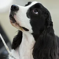 Cocker Spaniel