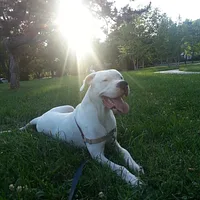 Dogo Argentino