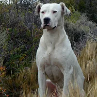 A Dogo Argentino dog