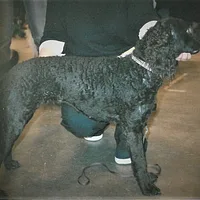 American Water Spaniel, picture 9 of 9