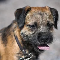 Border Terrier, picture 2 of 8