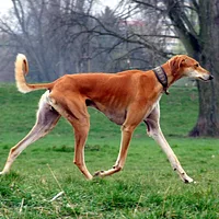 Saluki, picture 5 of 9