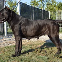 Cane Corso