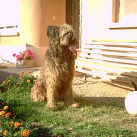 Briard