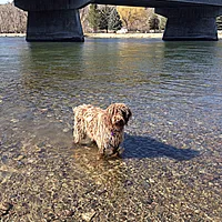 German Wirehaired Pointer, picture 9 of 9