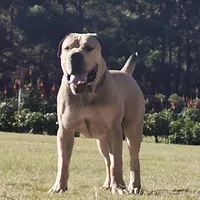 Boerboel, picture 5 of 10