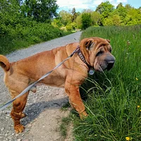 Chinese Shar-Pei