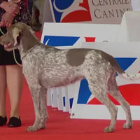 Slovakian Wirehaired Pointer, picture 7 of 10