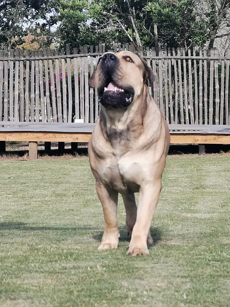 Boerboel