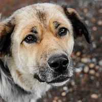 Spanish Mastiff, picture 4 of 7