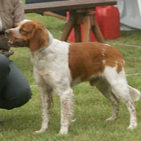 French Spaniel