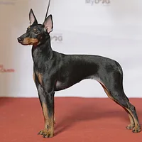 Manchester Terrier (Toy), picture 2 of 9