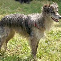 Pyrenean Shepherd
