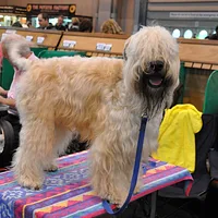 Soft Coated Wheaten Terrier, picture 7 of 8