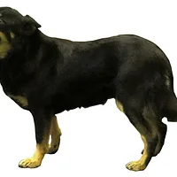 Lapponian Herder, picture 3 of 10