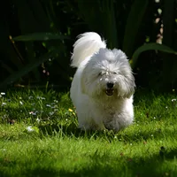 Coton de Tulear, picture 3 of 10