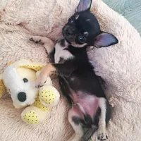 Chihuahua, picture 10 of 10