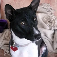 Basenji, picture 5 of 9