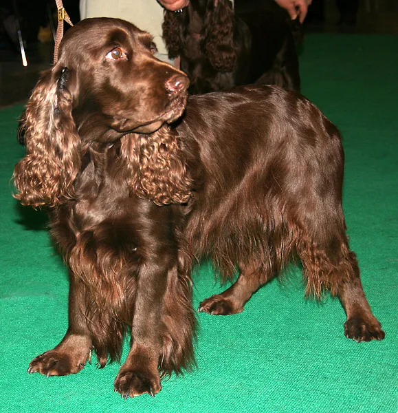 A Sussex Spaniel