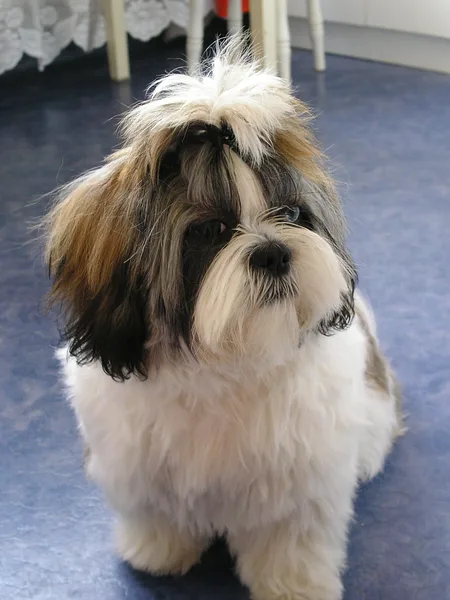 A Shih Tzu