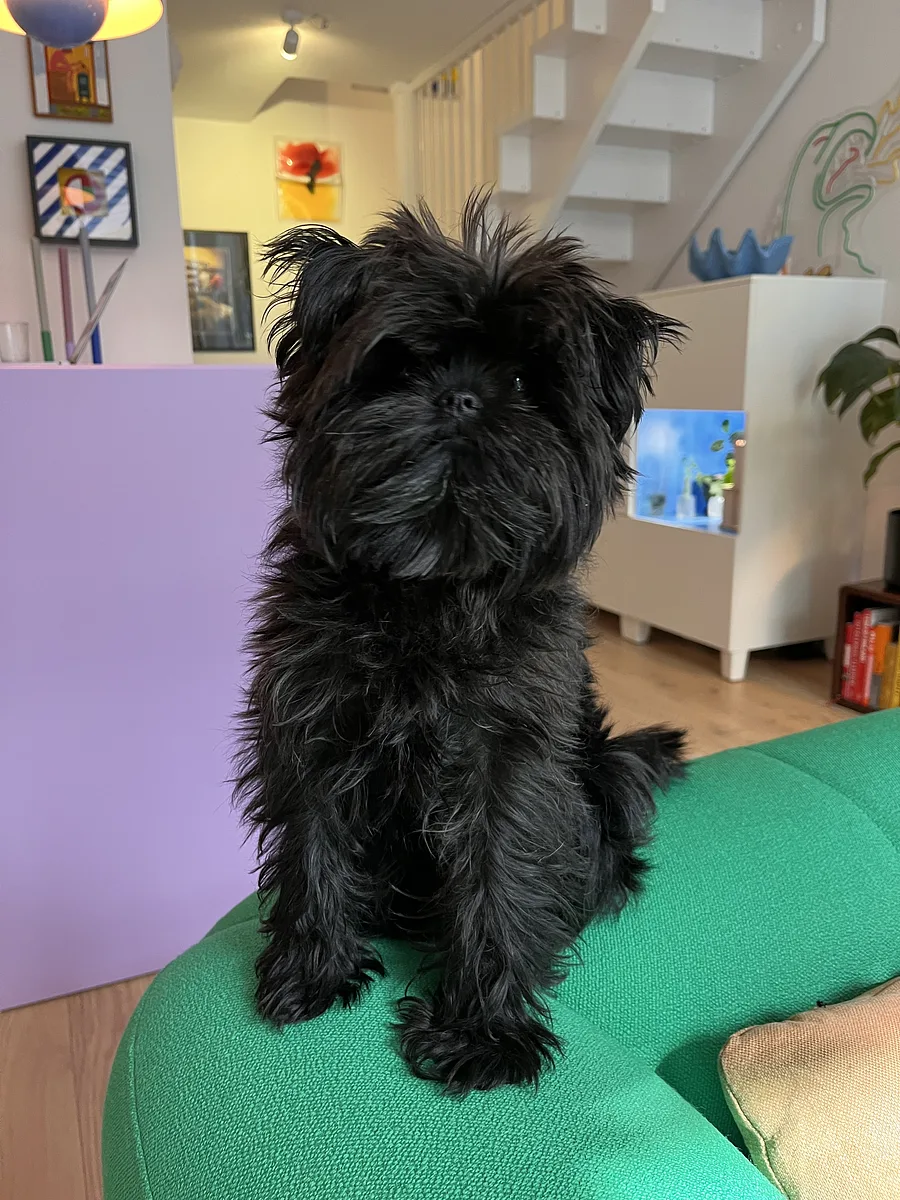 Affenpinscher dog, photographed by Futurebreak