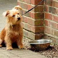 Norfolk Terrier