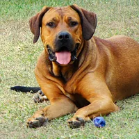 Cane Corso, picture 7 of 10