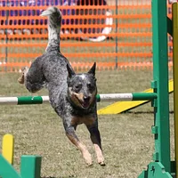 Australian Cattle Dog, picture 10 of 10