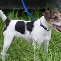 Parson Russell Terrier, picture 2 of 9