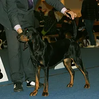 Black and Tan Coonhound, picture 5 of 7