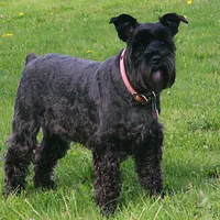 Miniature Schnauzer, picture 1 of 8