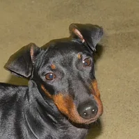Manchester Terrier (Standard), picture 6 of 10