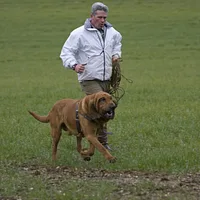Bloodhound