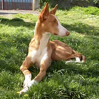 Ibizan Hound, picture 4 of 9