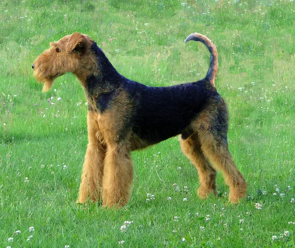 A Airedale Terrier