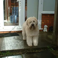 Soft Coated Wheaten Terrier, picture 6 of 8