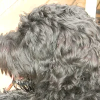 Black Russian Terrier