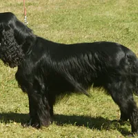 Field Spaniel