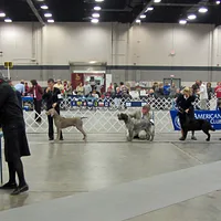 German Shorthaired Pointer