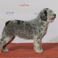 A Spanish Water Dog dog