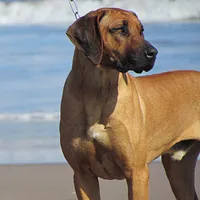 Rhodesian Ridgeback, picture 3 of 6