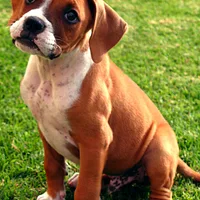 Boxer, picture 9 of 9