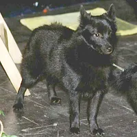 Schipperke, picture 6 of 8