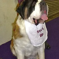 Saint Bernard