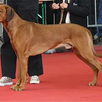Rhodesian Ridgeback