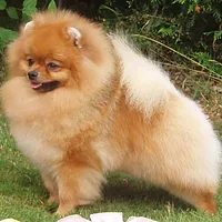 A Pomeranian dog